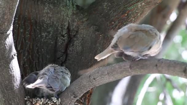 巣でリンデン木の枝に鳩 Zenaida Macroura を喪します 巣から飛ぶ前に成長したカブス — ストック動画