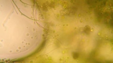 Canlılar arasında köhne su çürümüş bitki örtüsü ile mikroskobik görünümü