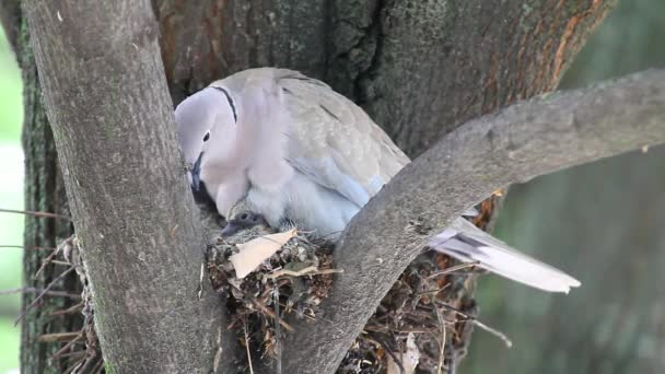 Πένθος Doves Zenaida Macroura Οικογένεια Cubs Ένα Υποκατάστημα Δέντρο Linden — Αρχείο Βίντεο