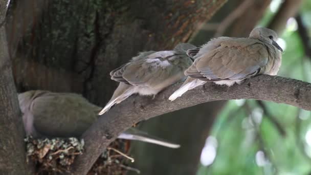 Mourning Doves Zenaida Macroura Family Cubs Linden Tree Branch Nest — Stock Video