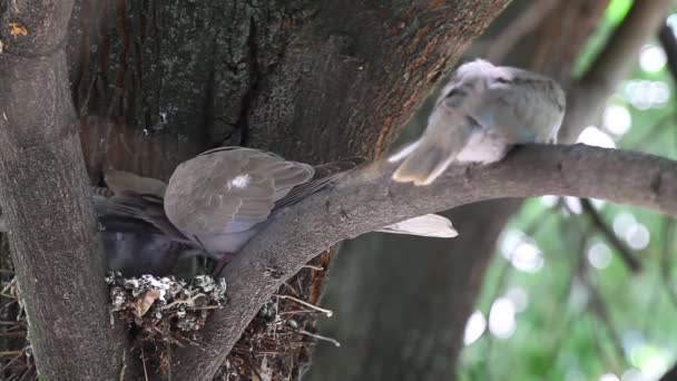 Trauertaubenfamilie Zenaida Macroura Mit Jungen Auf Einem Lindenzweig Nest — Stockvideo