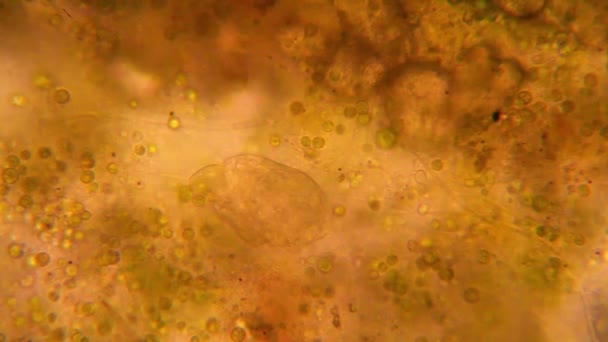 Vista Microscópica Organismos Agua Fusty Rotíferos — Vídeo de stock