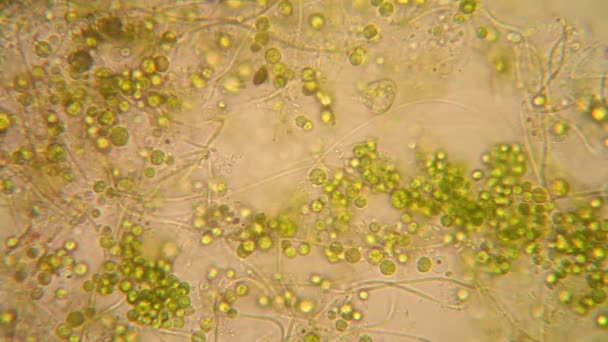 植物が腐ってカビの生えた水中の生物の顕微鏡ビュー ミドリムシ Viridis — ストック動画
