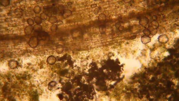 发霉水中生物体的显微观察 — 图库视频影像