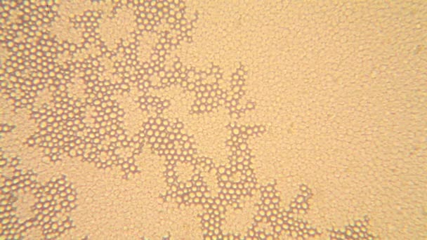 酵母在显微镜 — 图库视频影像