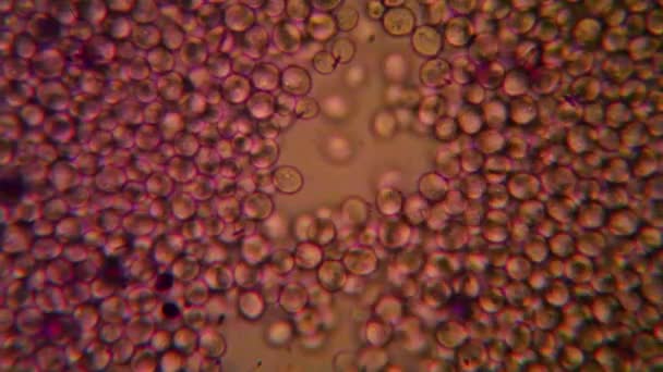 Levadura Microscopio — Vídeo de stock