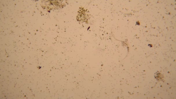 Vista Microscopica Degli Organismi Nell Acqua Arrugginita — Video Stock