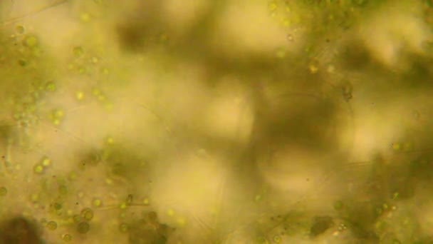 植物が腐ってカビの生えた水中の生物顕微鏡観 — ストック動画