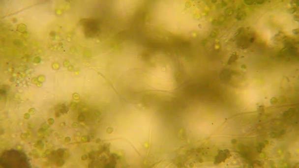 Микроскопический Обзор Организмов Мягкой Воде Гнилой Растительностью — стоковое видео