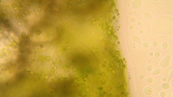 Microscopische Weergave Van Organismen Het Duf Water Met Rotte Vegetatie — Stockvideo