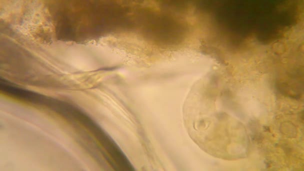 Microscopische Weergave Van Organismen Het Water Duf Raderdiertjes — Stockvideo