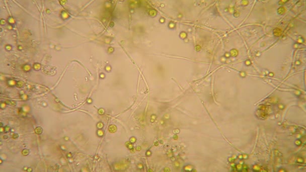 Visão Microscópica Organismos Água Fervente Com Vegetação Podre Euglena Viridis — Vídeo de Stock