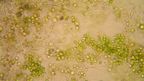 Vista Microscópica Organismos Agua Fusty Con Vegetación Podrida Euglena Viridis — Vídeos de Stock
