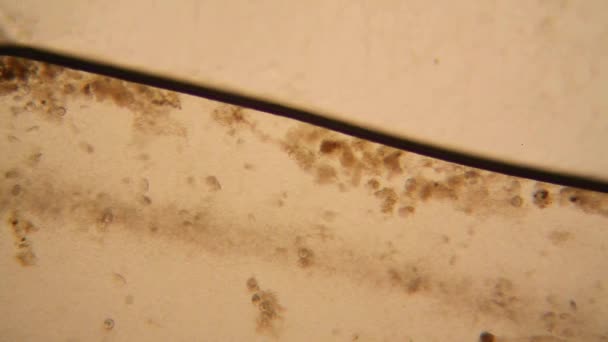Vista Microscópica Organismos Agua Fusty Con Vegetación Podrida Paramecium Caudatum — Vídeo de stock