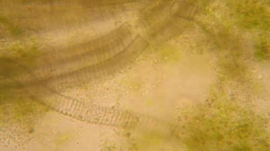 Canlılar arasında köhne su çürümüş bitki örtüsü ile mikroskobik görünümü. Terliksi hayvan caudatum