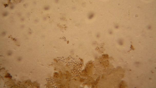 Μικροσκοπική Άποψη Οργανισμών Στο Μπαγιάτικος Νερό Σάπια Βλάστηση Paramecium Caudatum — Αρχείο Βίντεο