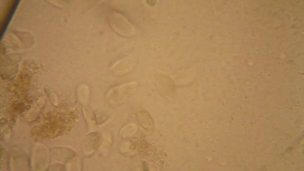 Mikroskopiska Syn Organismer Unken Vattnet Med Ruttna Vegetation Paramecium Caudatum — Stockvideo