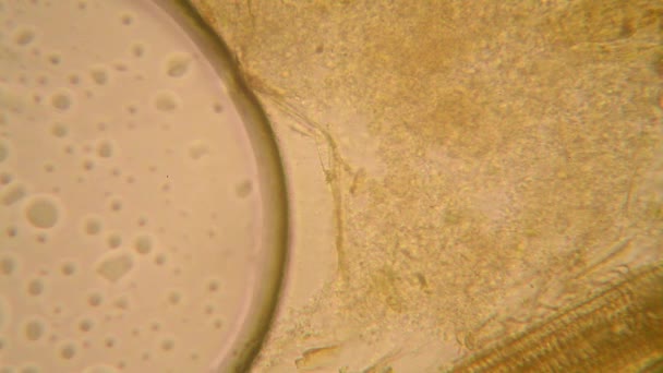 Obraz Mikroskopowy Organizmów Wodzie Stęchły Zgniłe Roślinnością Pantofelek — Wideo stockowe