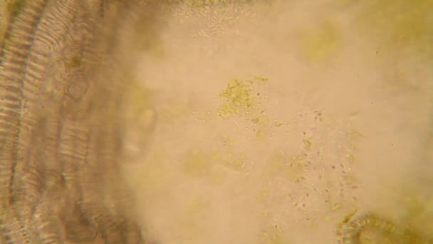 Vista Microscópica Organismos Agua Fusty Con Vegetación Podrida Paramecium Caudatum — Vídeos de Stock