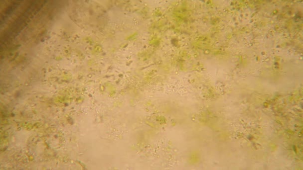 Микроскопический Взгляд Организмы Мягкой Воде Гнилой Растительностью Парамециум Осторожный — стоковое видео