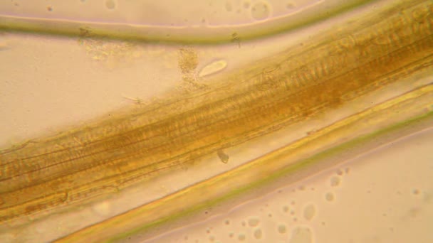 植物が腐ってカビの生えた水中の生物の顕微鏡ビュー ゾウリムシ — ストック動画