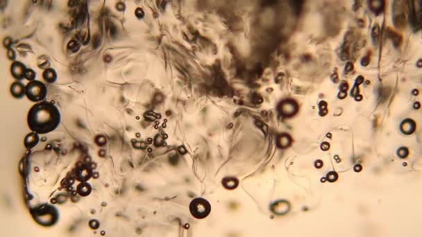 Vista Del Microscopio Fusión Hielo — Vídeo de stock