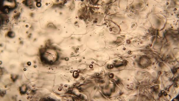 Microscope View Ice Melting — Stock Video