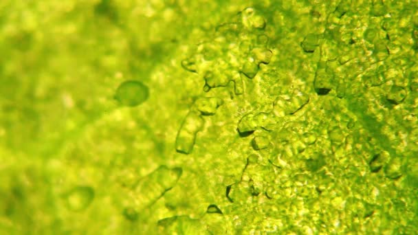 Visão Microscópica Pedaços Gelo Minúsculos Derretendo Uma Folha — Vídeo de Stock