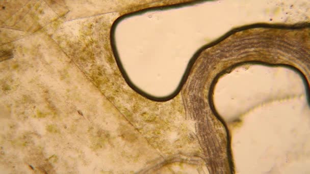 Mikroskopischer Blick Auf Organismen Verschwommenen Wasser Mit Verrotteter Vegetation Paramecium — Stockvideo