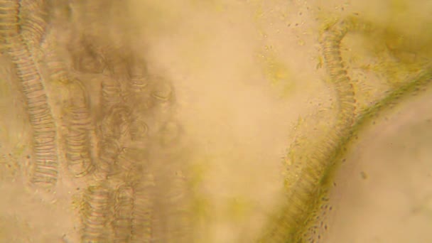 Microscopic View Organisms Fusty Water Rotten Vegetation Paramecium Caudatum — Stock Video