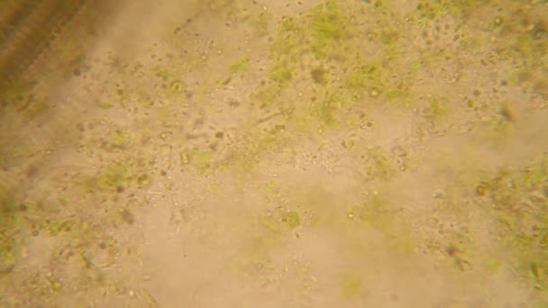Microscopic View Organisms Fusty Water Rotten Vegetation Paramecium Caudatum — Stock Video
