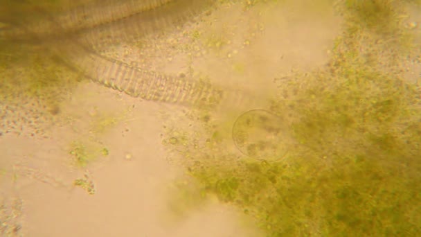 Mikroskopiska Syn Organismer Unken Vattnet Med Ruttna Vegetation Paramecium Caudatum — Stockvideo