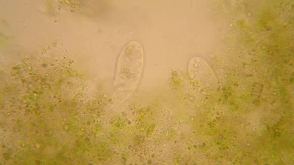 Vista Microscópica Organismos Agua Fusty Con Vegetación Podrida Paramecium Caudatum — Vídeo de stock