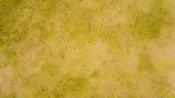 Microscopic View Organisms Fusty Water Rotten Vegetation Paramecium Caudatum — Stock Video