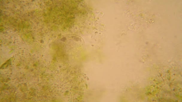 Mikroskopischer Blick Auf Organismen Verschwommenen Wasser Mit Verrotteter Vegetation Paramecium — Stockvideo