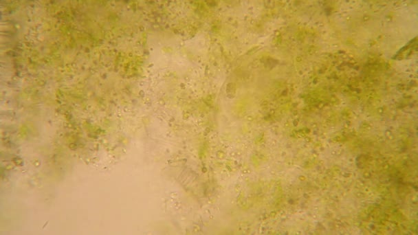 Visão Microscópica Organismos Água Fervente Com Vegetação Podre Paramecium Caudatum — Vídeo de Stock