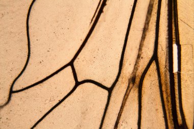 Mikroskop kanadında arı