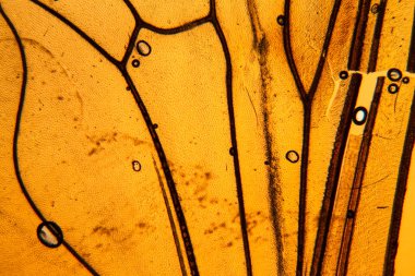 Mikroskop kanadında arı