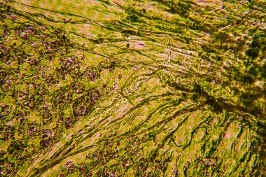 Mikroskop, taze minik yaprak