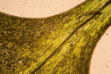 Mikroskop, taze minik yaprak