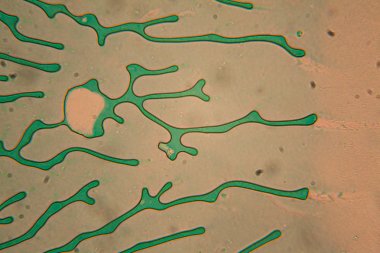 İnsan hücreleri ve mikroskop kurutulmuş renkli su