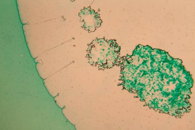 İnsan hücreleri ve mikroskop kurutulmuş renkli su