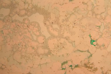 İnsan hücreleri ve mikroskop kurutulmuş renkli su