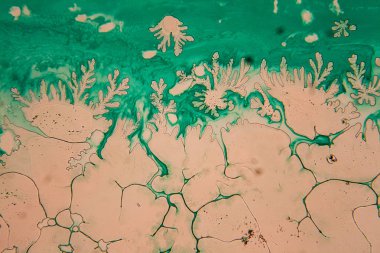 İnsan hücreleri ve mikroskop kurutulmuş renkli su