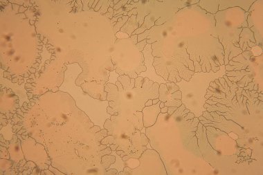 İnsan hücreleri ve mikroskop kurutulmuş renkli su