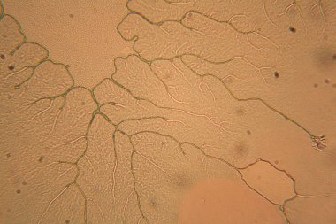 İnsan hücreleri ve mikroskop kurutulmuş renkli su