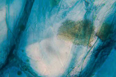 Soğan hücreleri mikroskop