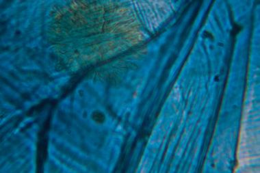 Soğan hücreleri mikroskop