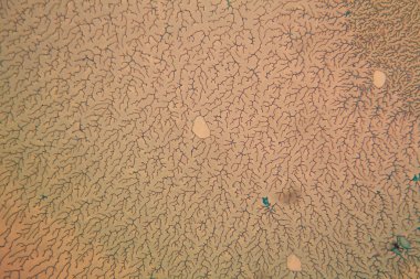 İnsan hücreleri ve mikroskop kurutulmuş renkli su