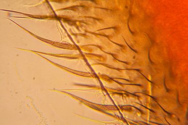 Mikroskop kanadında arı